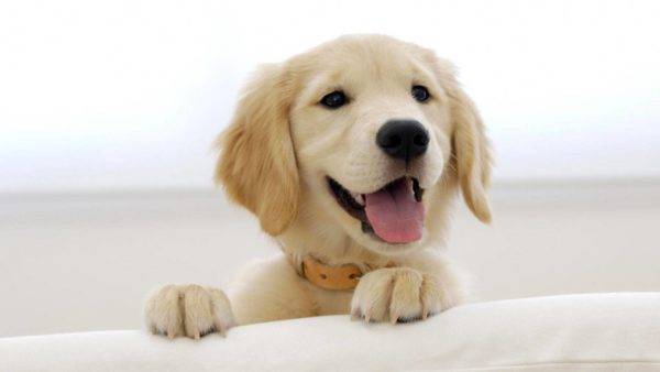 con chó hạnh phúc