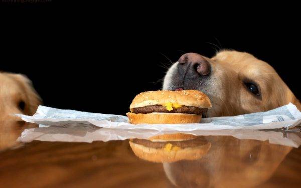 Thức ăn cho chó không cân bằng