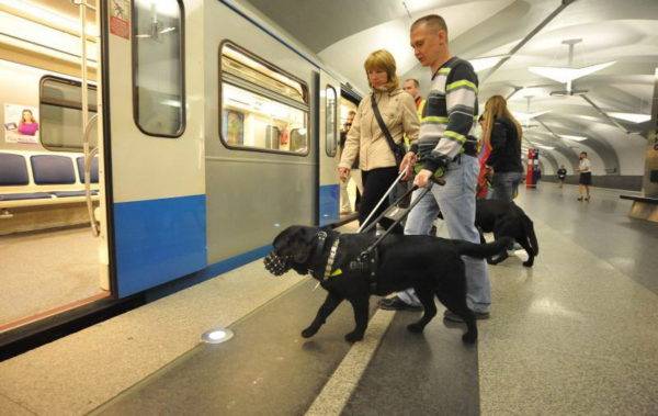 Hướng dẫn chó trong tàu điện ngầm