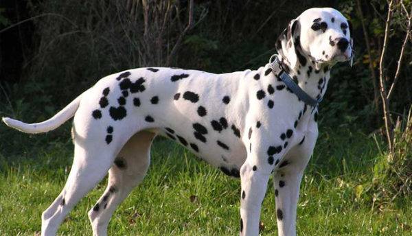 Giống chó Dalmatian