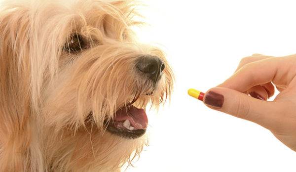 Kháng sinh cho chó bị viêm phổi