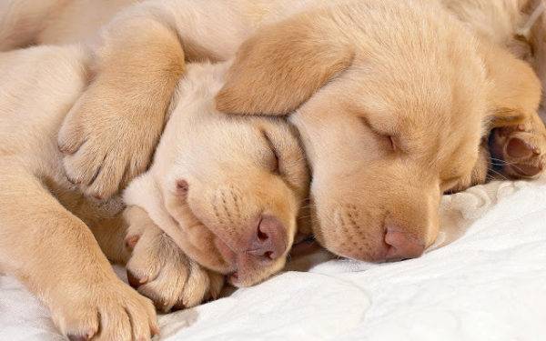 Có bao nhiêu con chó ngủ mỗi ngày