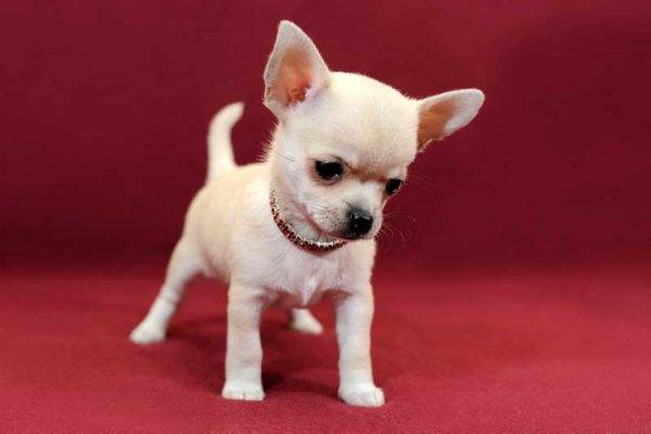 Chihuahua nhỏ trên nền đỏ