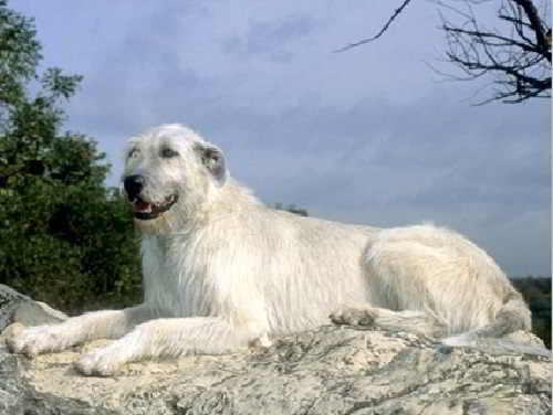 Chó sói trắng Ailen