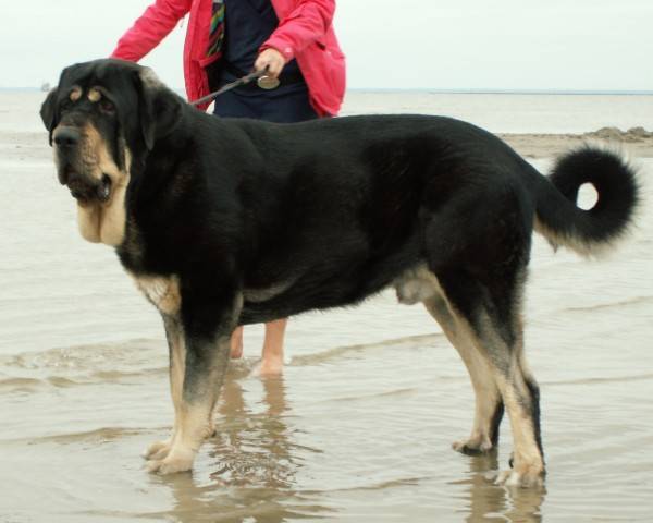 Chó ngao Tây Ban Nha trên bãi biển