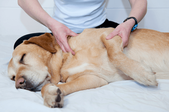 Massage chó bị viêm phổi