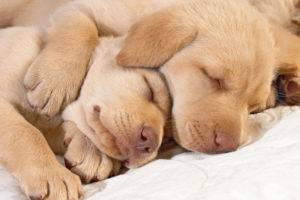Có bao nhiêu con chó ngủ mỗi ngày
