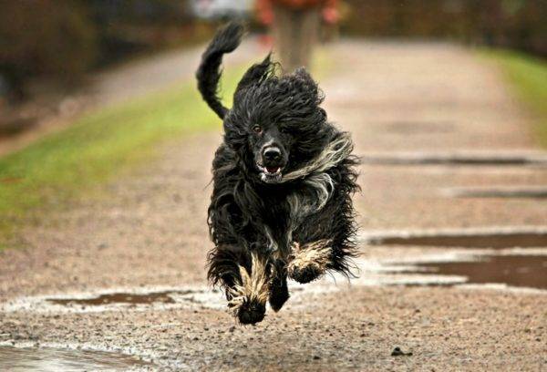 Chó nước Bồ Đào Nha chạy