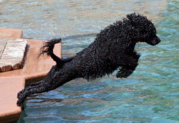 Chó nước Bồ Đào Nha nhảy xuống nước