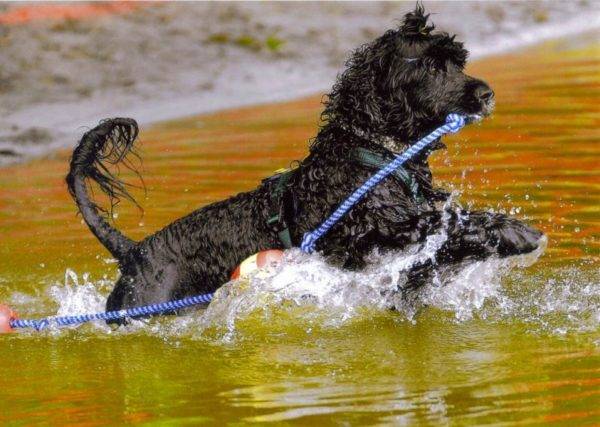 Chó nước Bồ Đào Nha trong nước