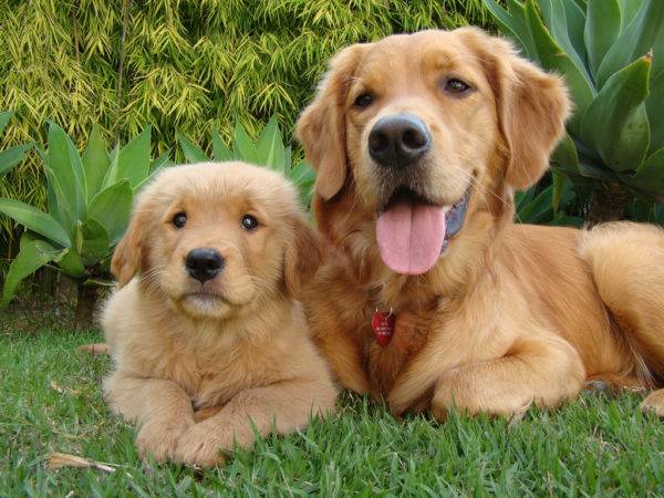 Golden Retriever với một con chó con