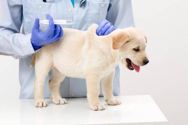 Tiêm vắc xin phòng ve cho chó đọc bài báo