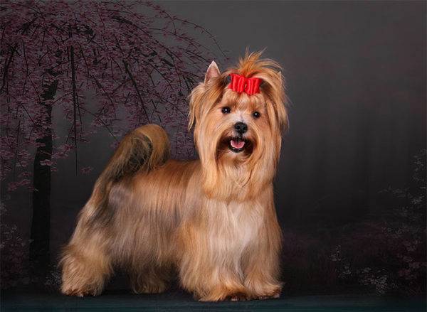 Chó salon Nga xinh đẹp