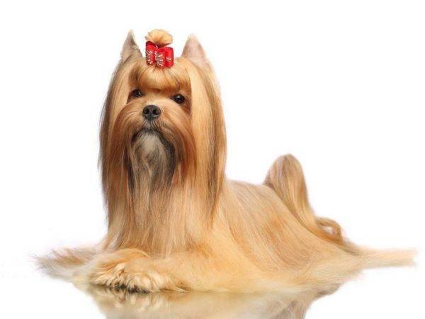 Salon chó Nga trên nền trắng