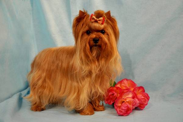 Salon chó Nga với hoa