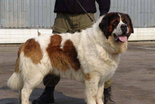 Chó bảo vệ Moscow bên cạnh chủ