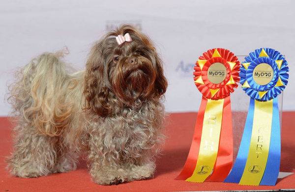 Chó con màu Nga với giải thưởng