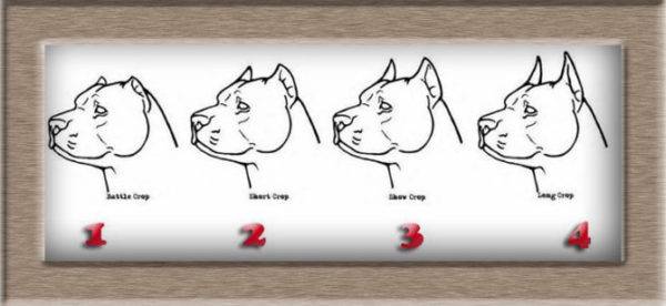 4 loại tai dừng ở chó