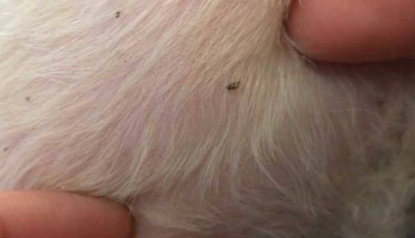 Làm thế nào để có được một con bọ chét từ một con chó đọc bài viết