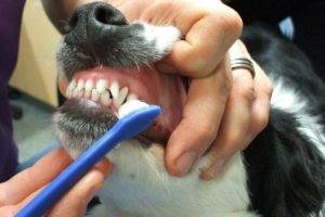 Sâu răng ở chó