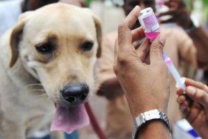 Tiêm vắc xin phòng ve cho chó